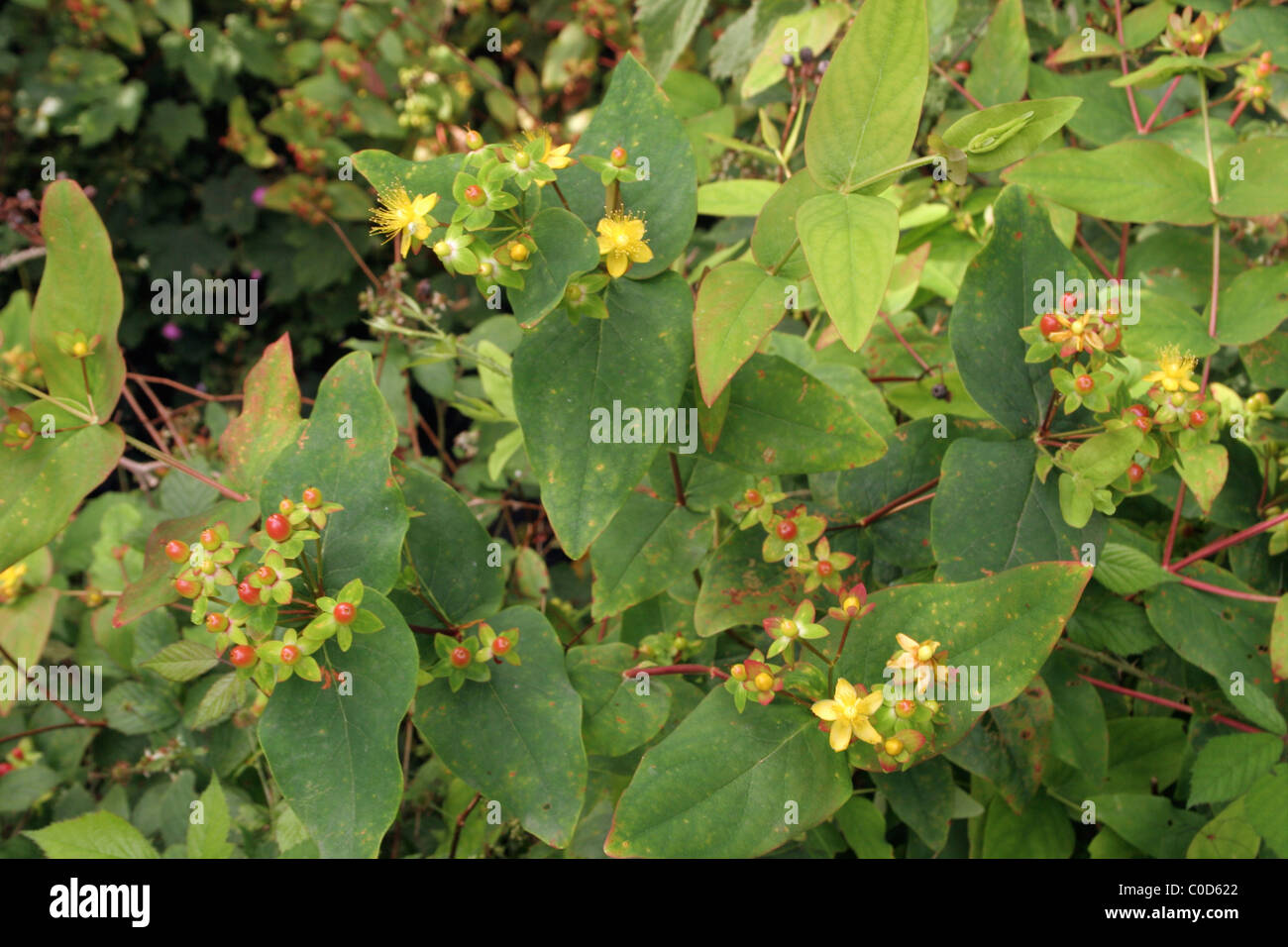 Tutsan (Hypericum androsaemum : Clusiaceae) in fiore e frutto, UK. Foglie di guarigione, velenosi frutti di bosco. Foto Stock