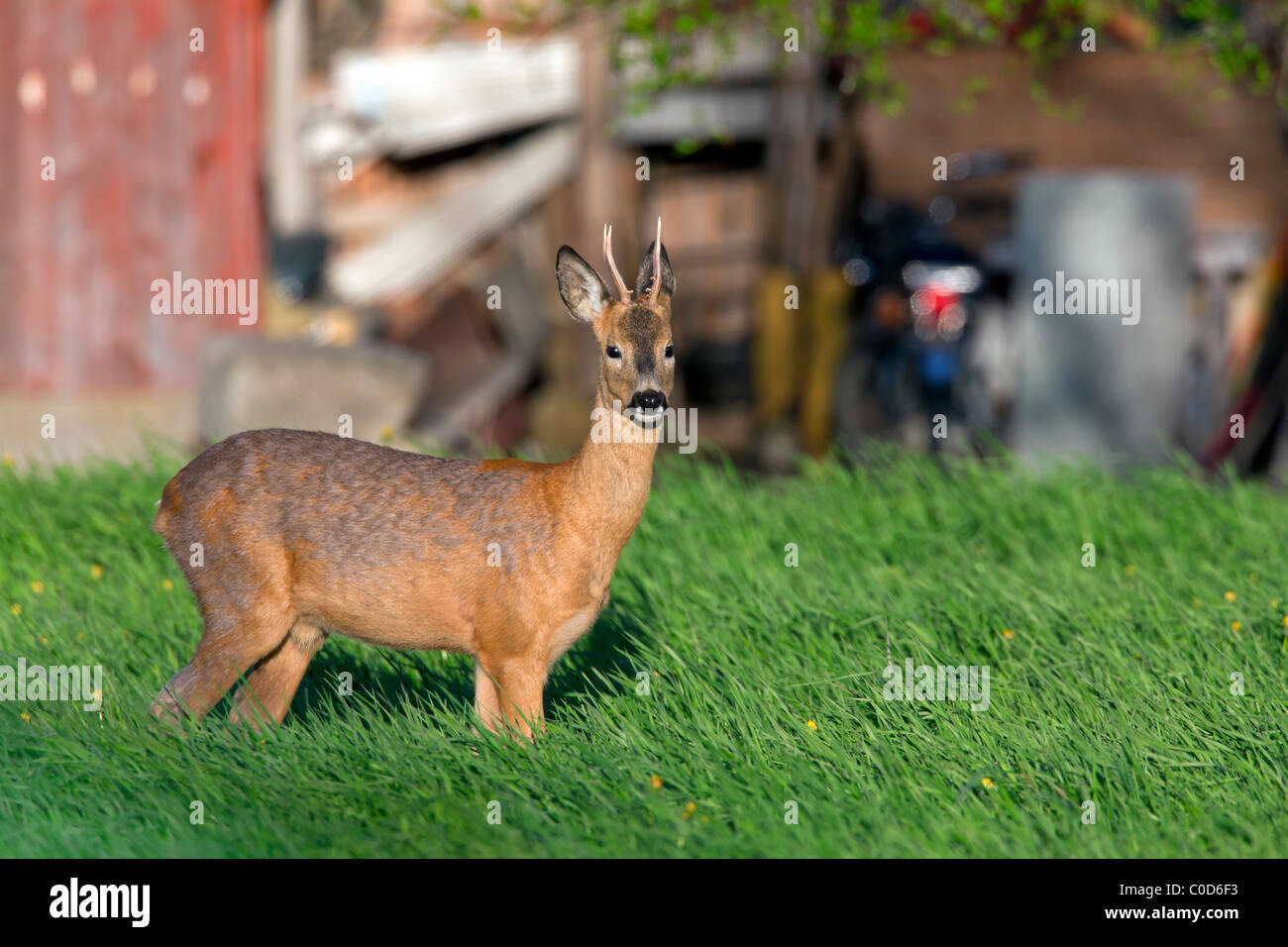 Il capriolo (Capreolus capreolus) young buck davanti la casa, Jaemtland, Svezia Foto Stock