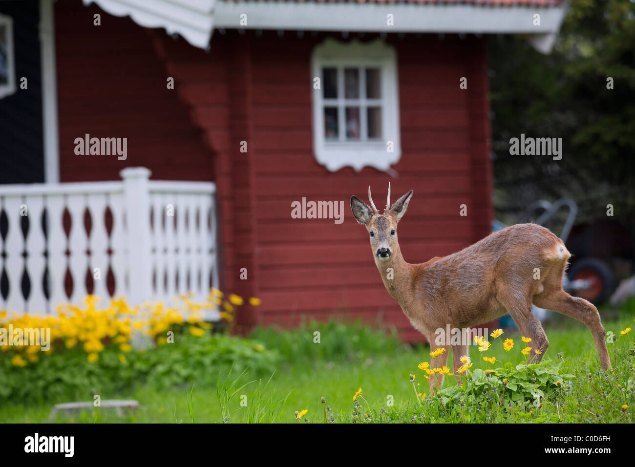 Il capriolo (Capreolus capreolus) young buck davanti la casa, Jaemtland, Svezia Foto Stock