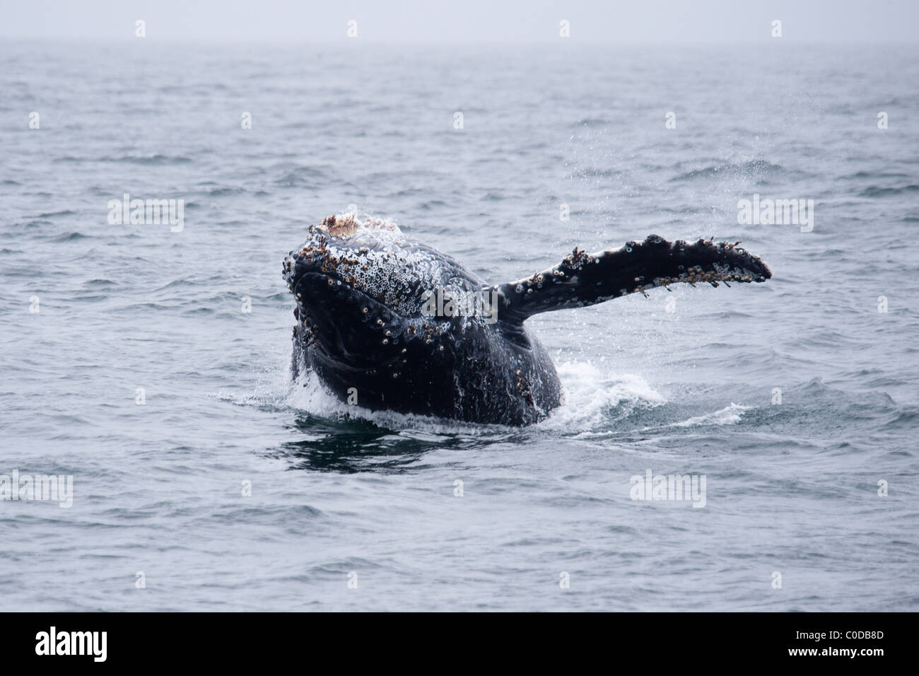 Humpback Whale (Megaptera novaeangliae) sfondamento di vitello. Monterey, California, Oceano Pacifico. Foto Stock
