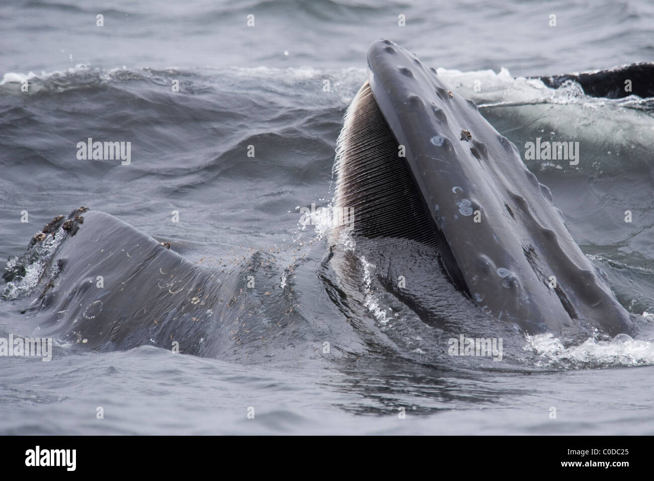 Humpback Whale (Megaptera novaeangliae) lunge-alimentando il krill. Monterey, California, Oceano Pacifico. Foto Stock