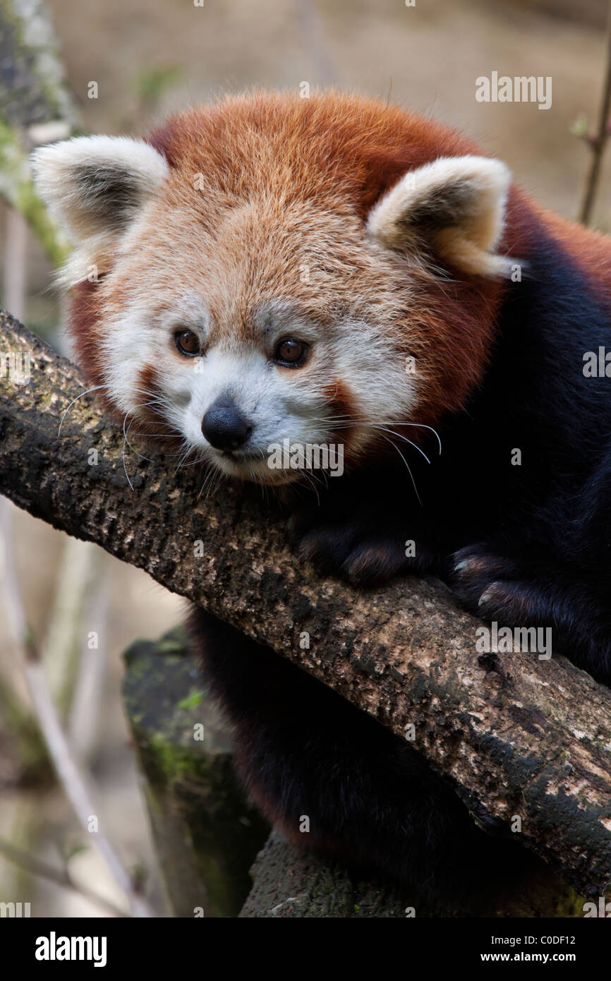 Panda rosso (Ailurus fulgens o shining cat) Foto Stock