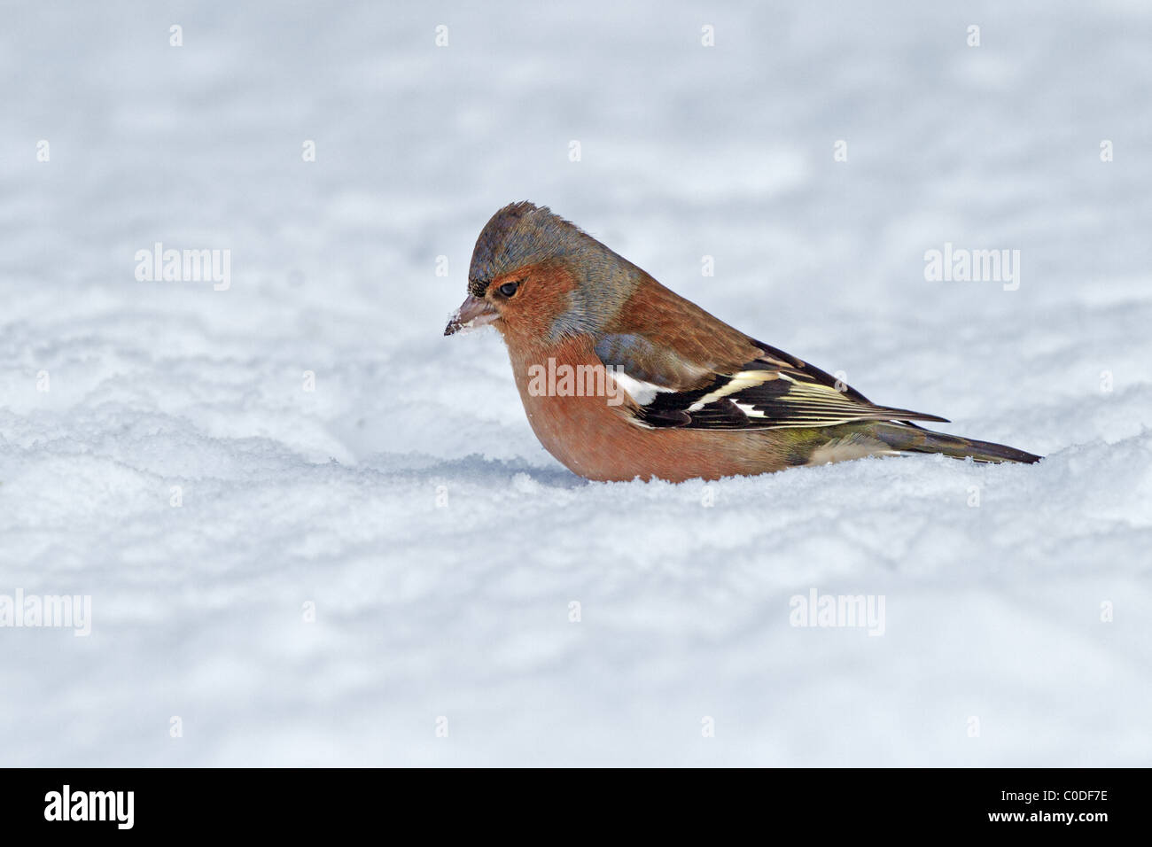 Maschio (fringuello Fringilla coelebs) nella neve in giardino, Cheshire, UK, Gennaio 2010 5522 Foto Stock