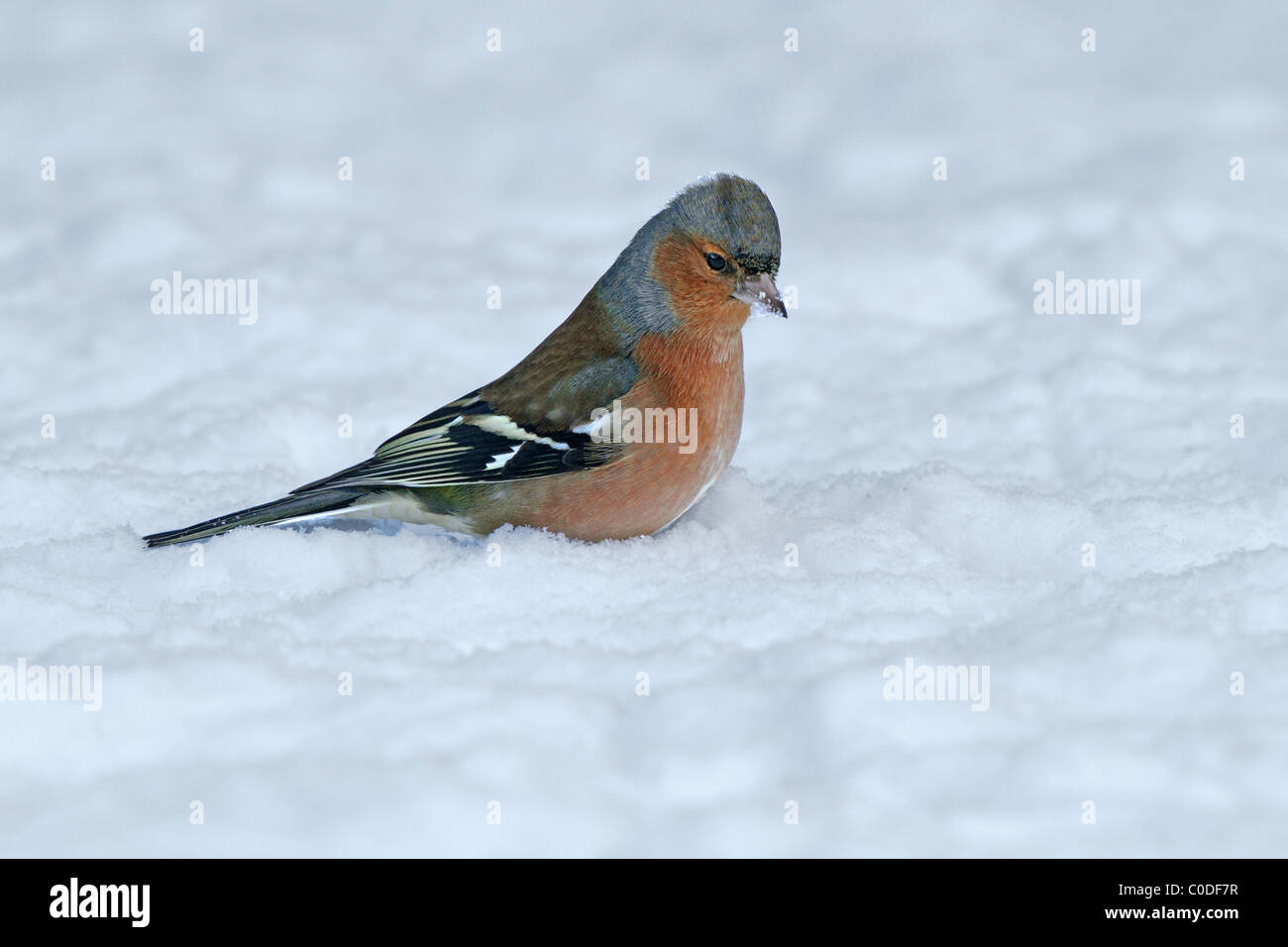 Maschio (fringuello Fringilla coelebs) nella neve in giardino, Cheshire, UK, Gennaio 2010 5541 Foto Stock