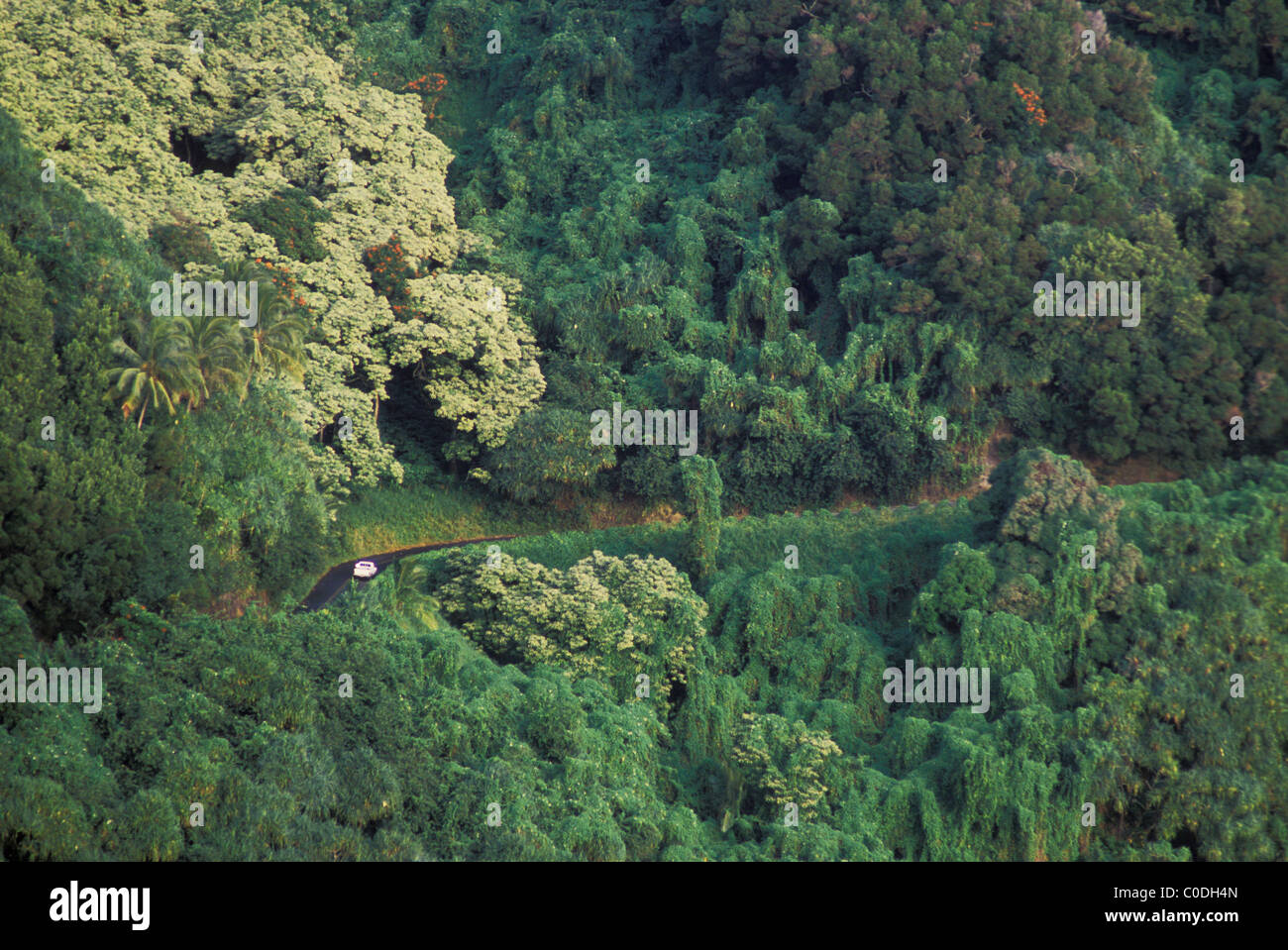 Hana highway e la foresta tropicale; Hana costa, Maui, Hawaii. Foto Stock