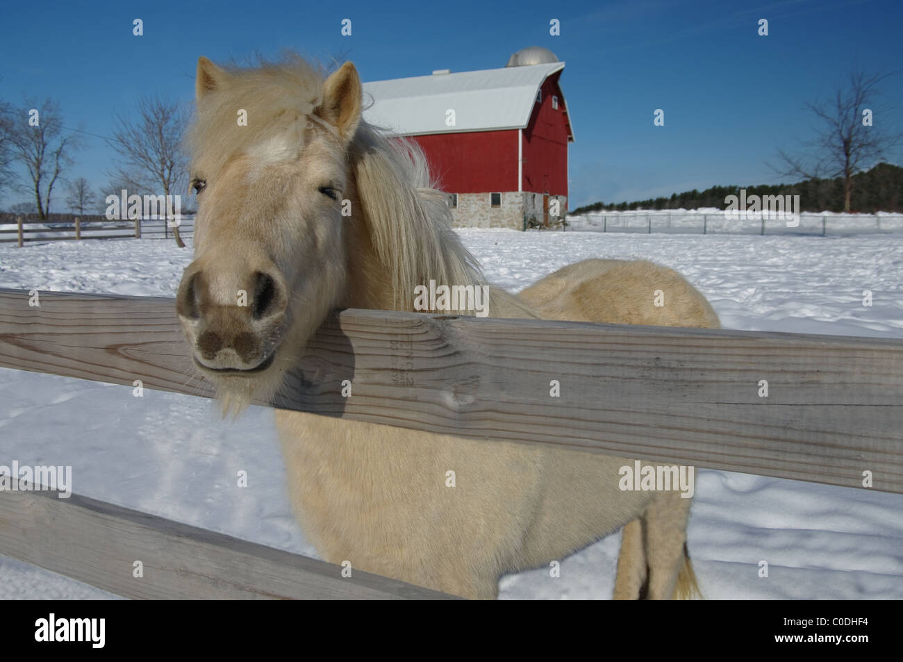 Allevamento di cavalli in inverno: un pony bianco coetanei oltre il recinto da un'aia nevoso. Foto Stock