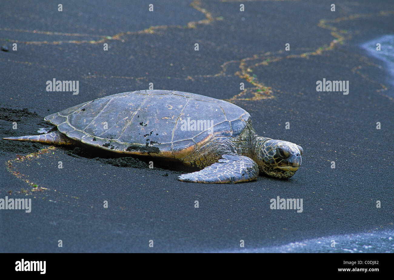 Hawaiian tartaruga verde o Honu, sulla spiaggia di sabbia nera a Punalu'u, isola di Hawaii. Foto Stock