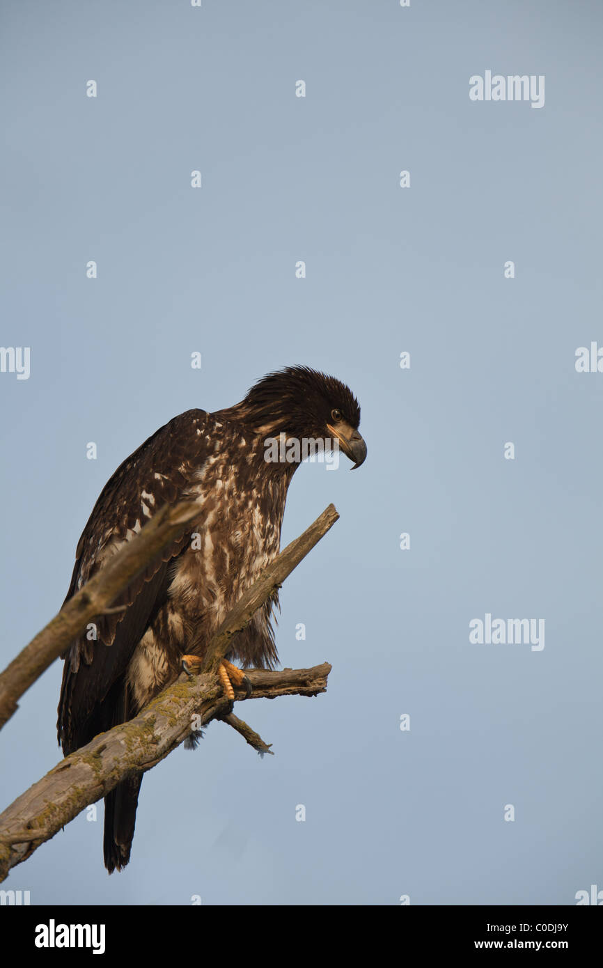 Un curioso giovane aquila guardando verso il basso dal suo pesce persico in un albero morto Foto Stock