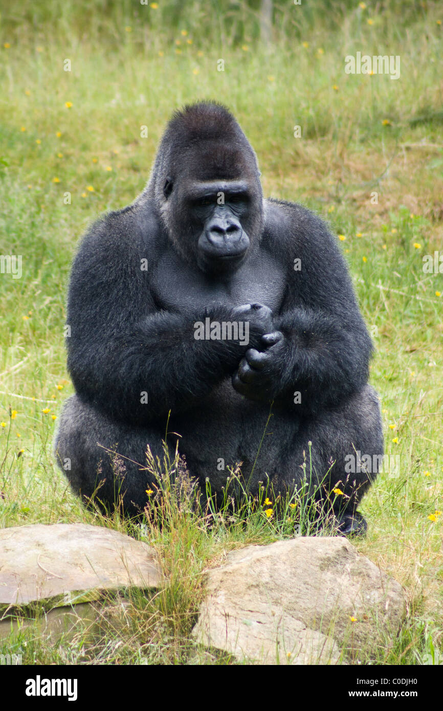 Un gorilla silverback seduto in erba in Apenheul Primate Park in Apeldoorf, Paesi Bassi. Foto Stock