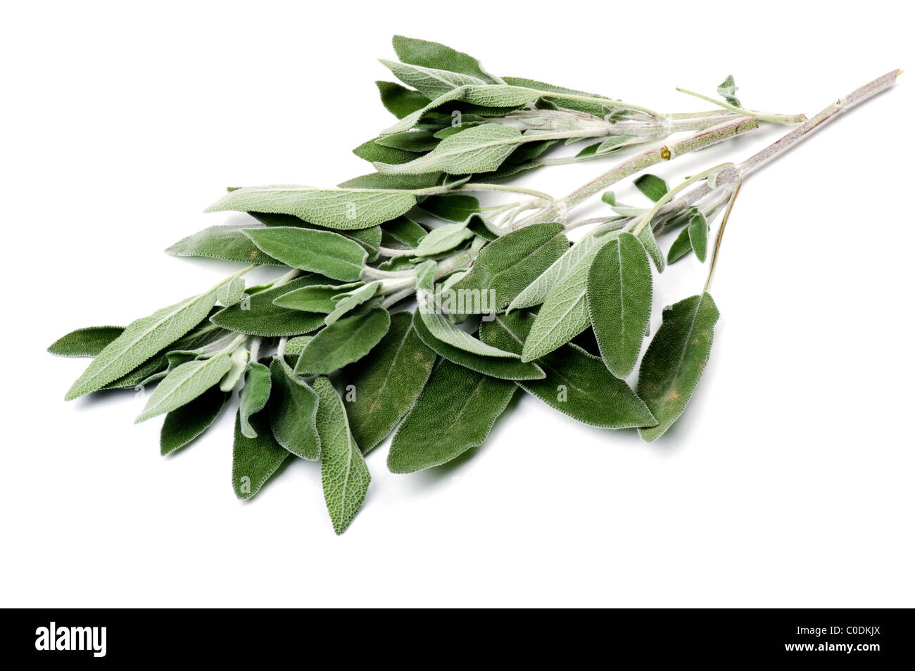 Oggetto su bianco - cibo salvia close up Foto Stock