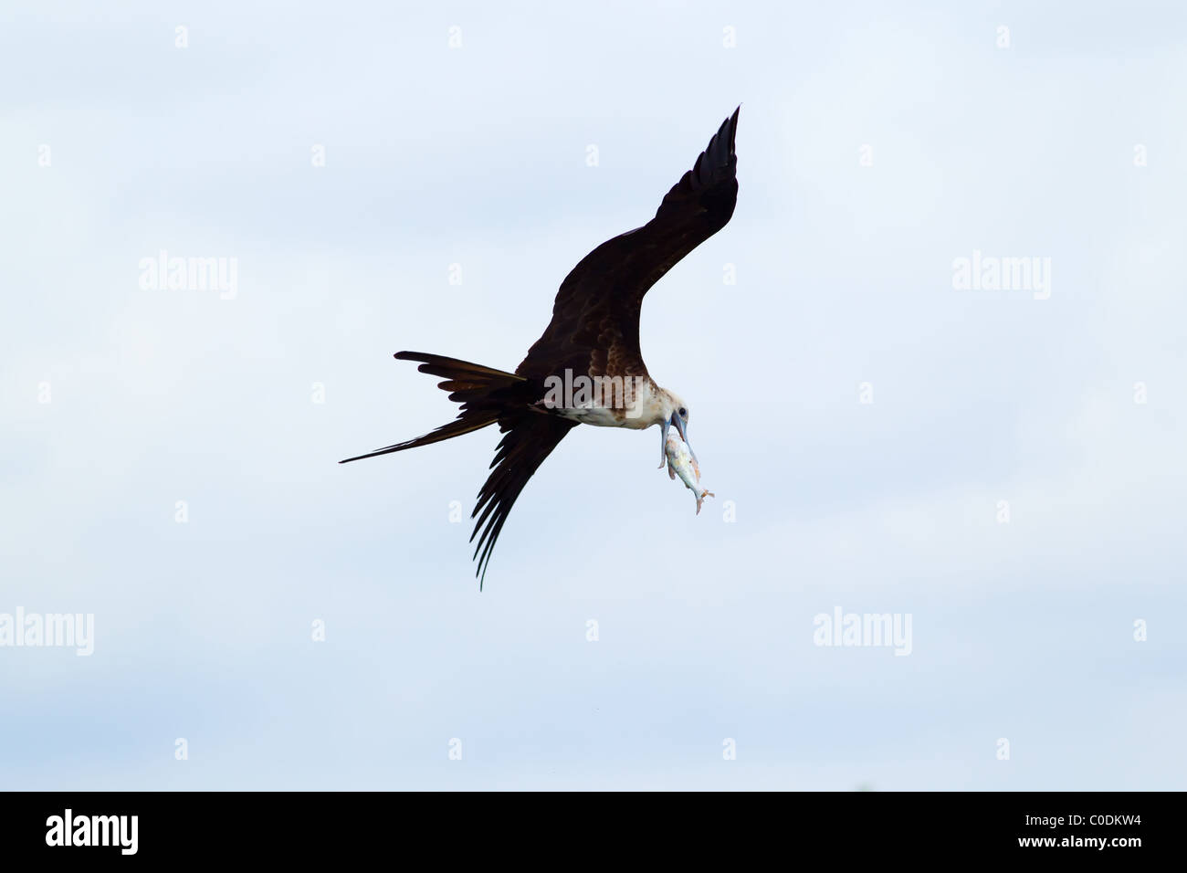 Frigatebird volare con lei catturare la dieta di questa specie sono costituiti di 90% di pesce Foto Stock