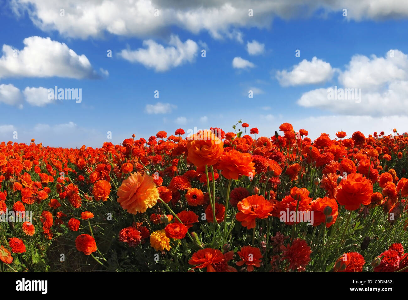 Il pittoresco campo della fioritura in rosso e arancione renoncules, fotografato una lente ' fish eye" Foto Stock