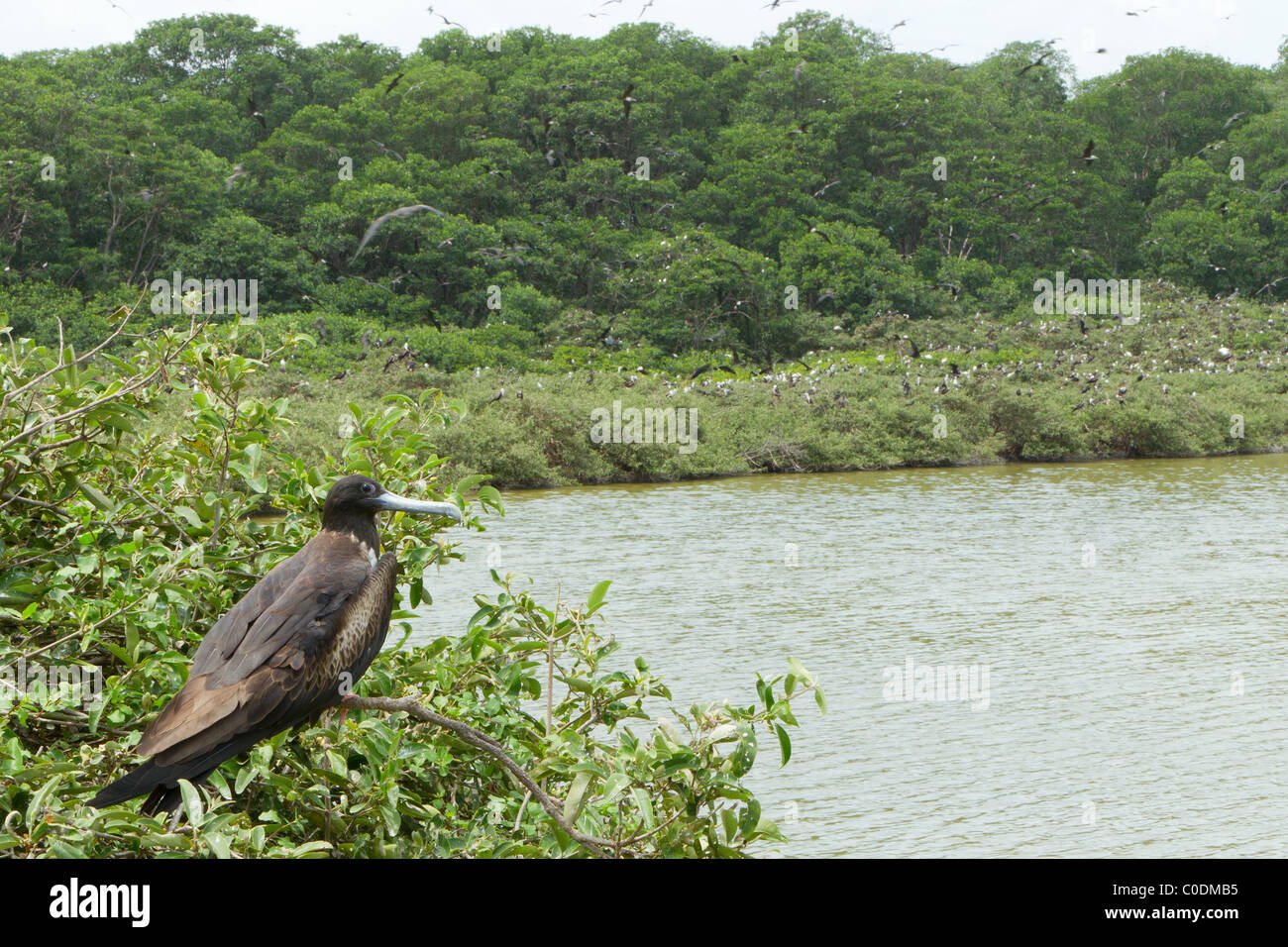 Vista da Isla La Plata Ecuador noto anche come Bird Island grande colonia di Frigate Bird Nesting Foto Stock