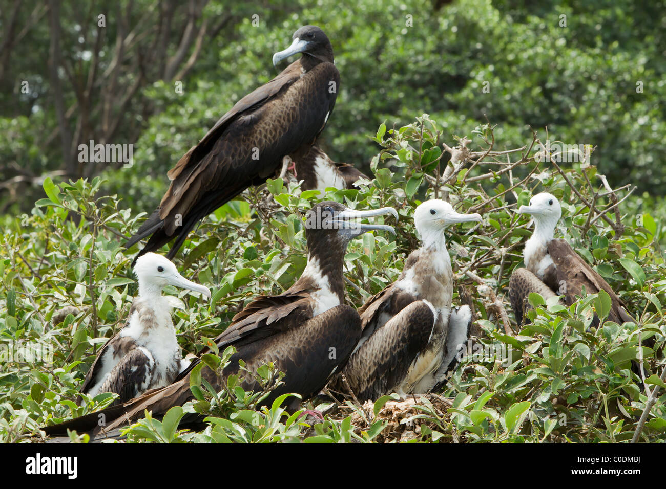 Famiglia di Frigate Bird su Isla La Plata Ecuador Foto Stock