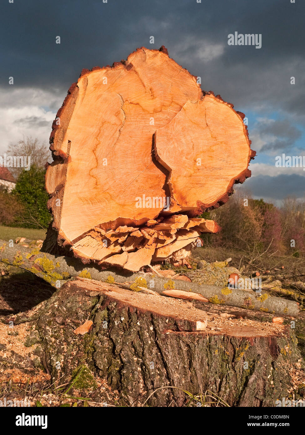 Segati / abbattuto Willow Tree trunk - Francia. Foto Stock