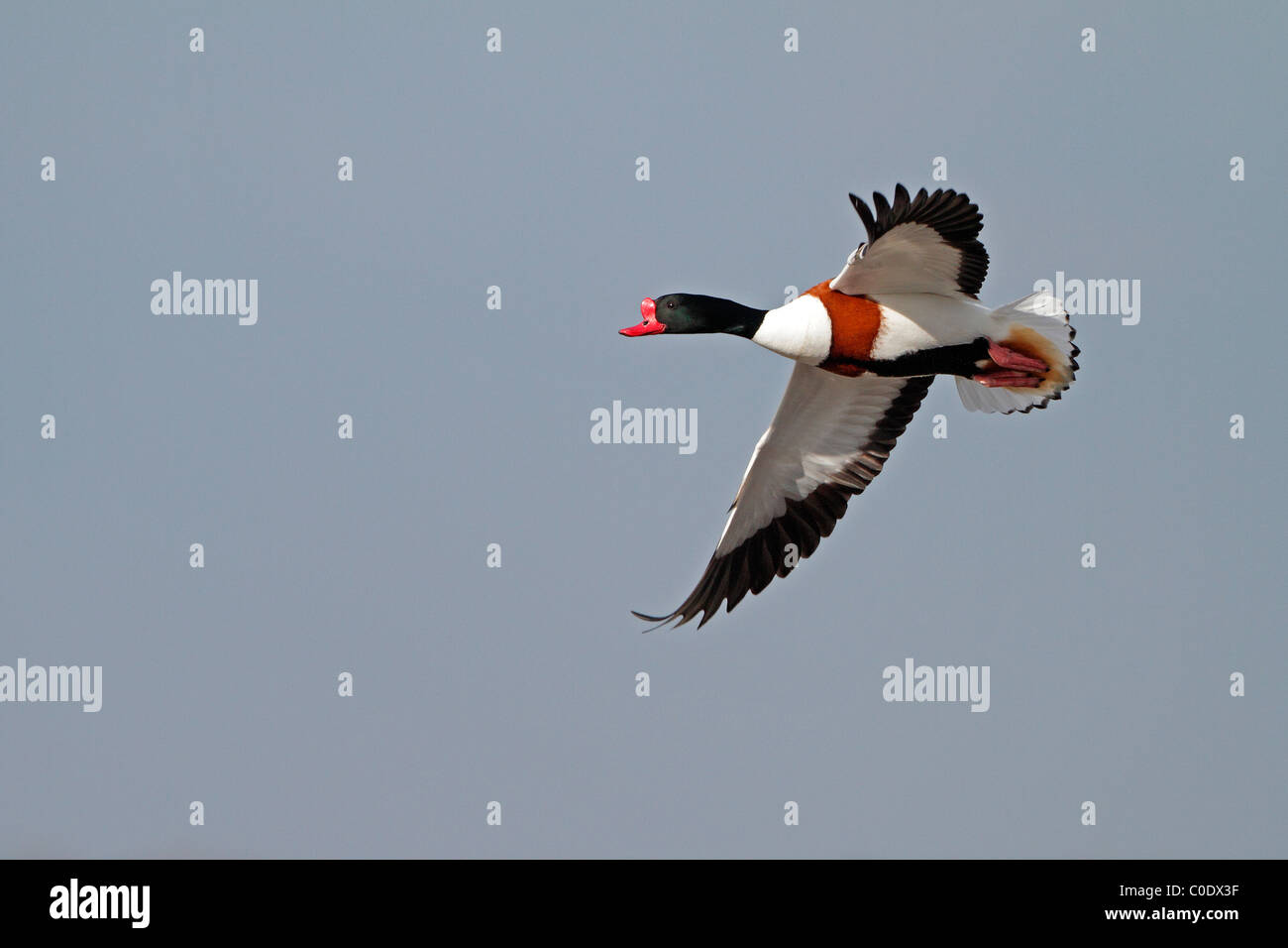 Shelduck maschio (Tadorna tadorna) in volo, Lancashire, Regno Unito, Febbraio 2010 Foto Stock