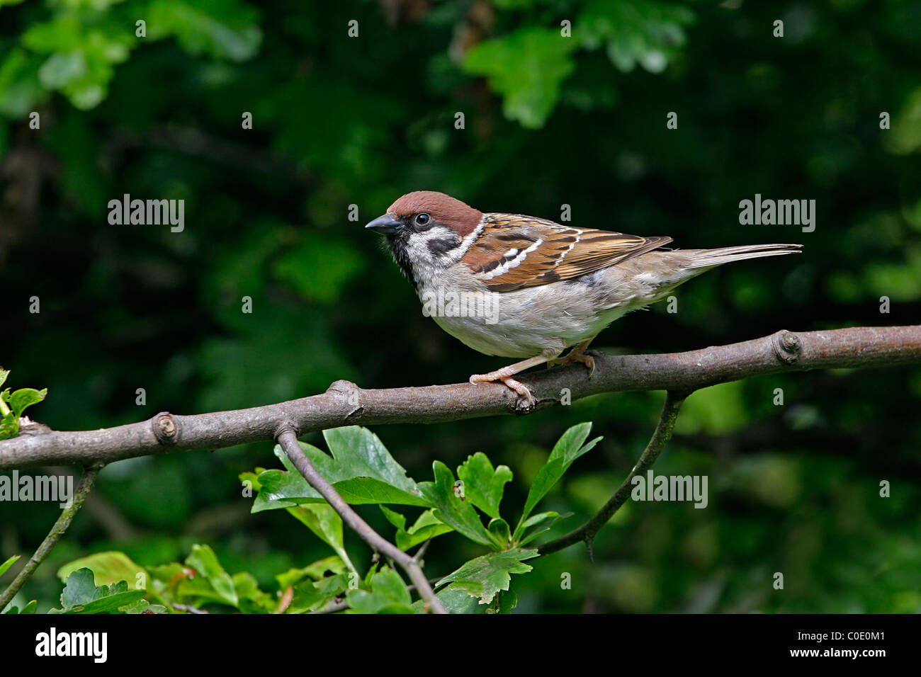 Tree Sparrow (Passer montanus) arroccato nella siepe di biancospino su terreno coltivato, Cheshire, Regno Unito, maggio 2009 Foto Stock