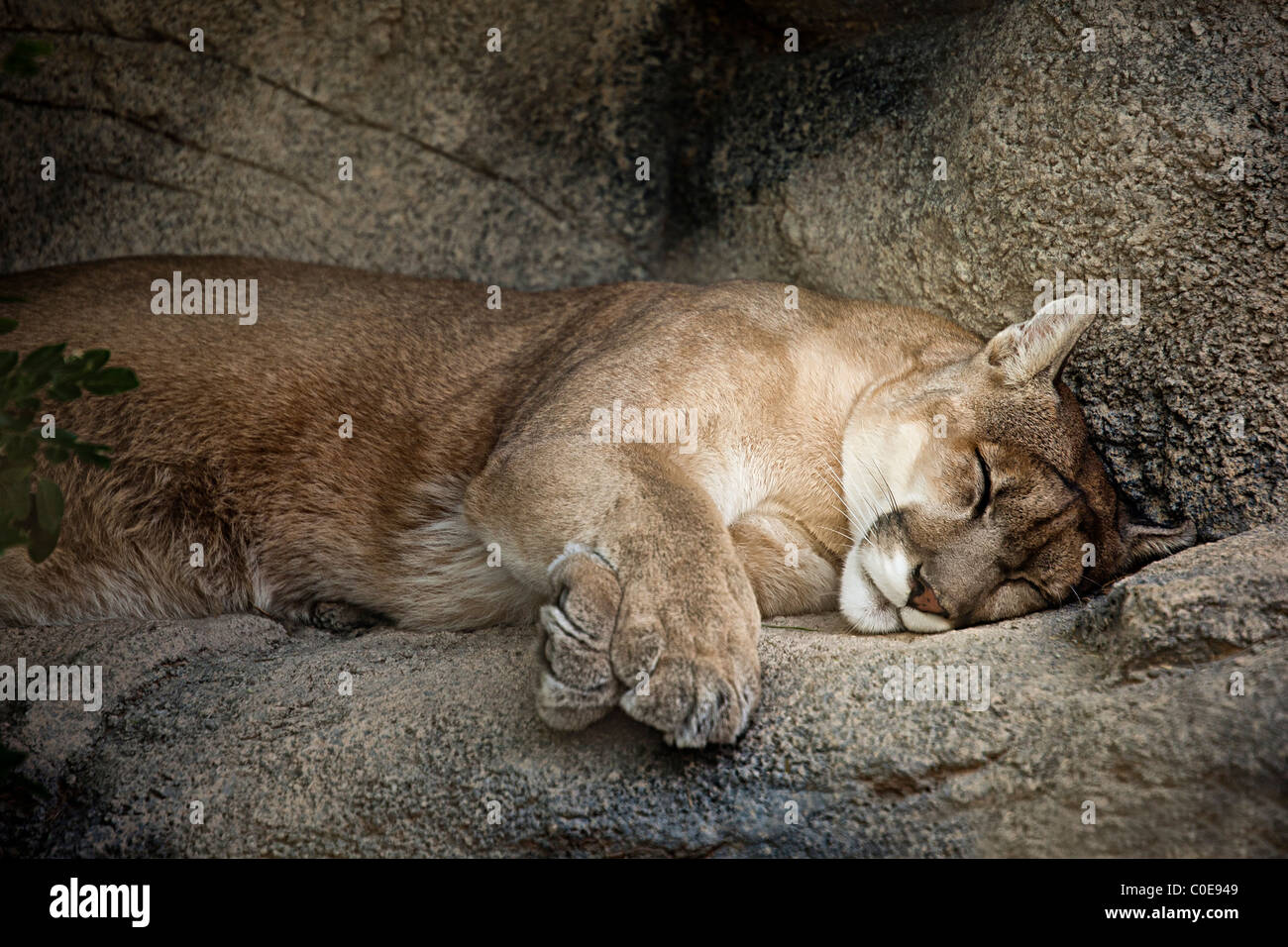 Mountain Lion Felis concolor addormentato sulla mensola USA Foto Stock