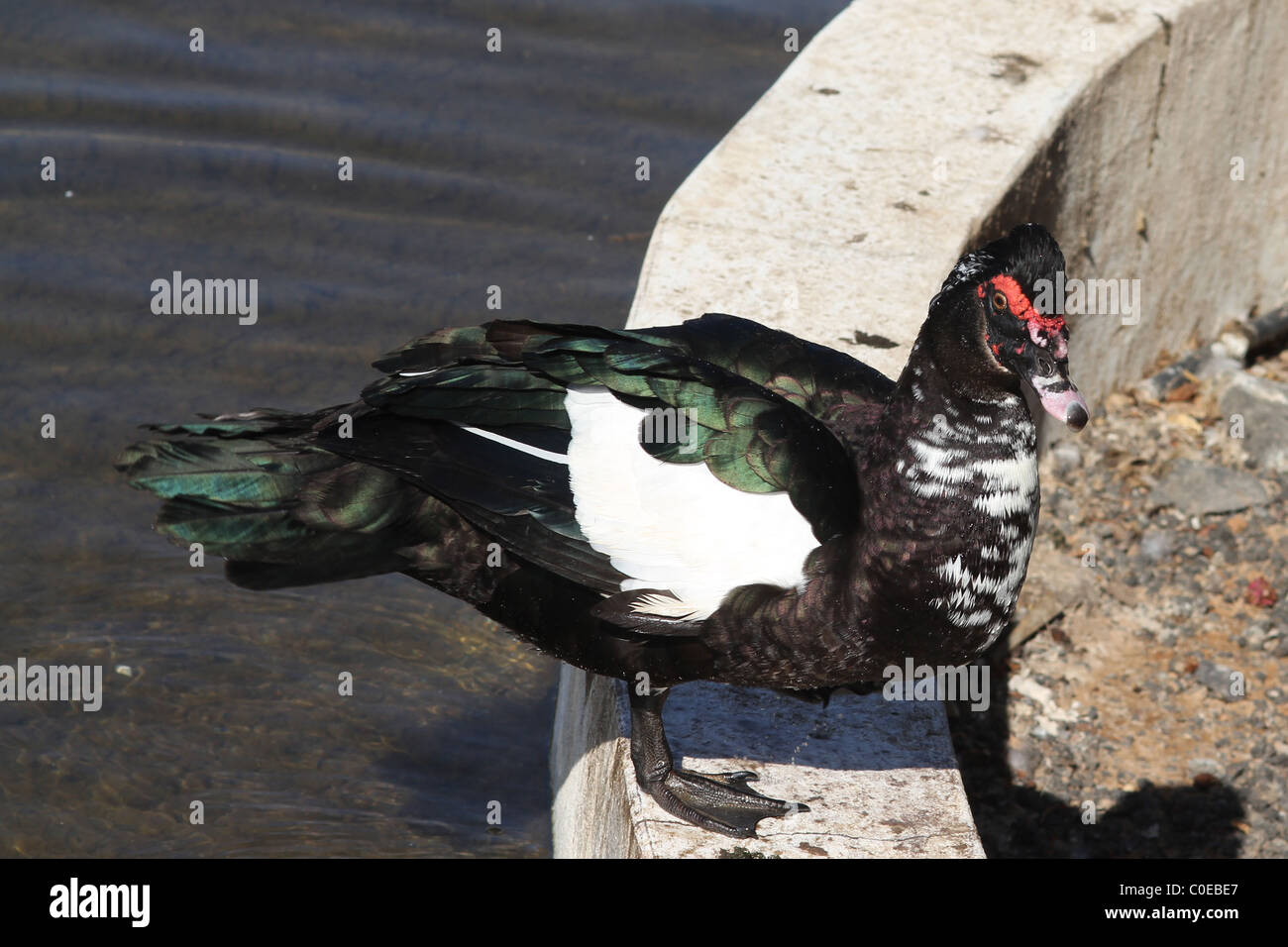 Anatra muta (d'anatra) nel selvaggio Foto Stock