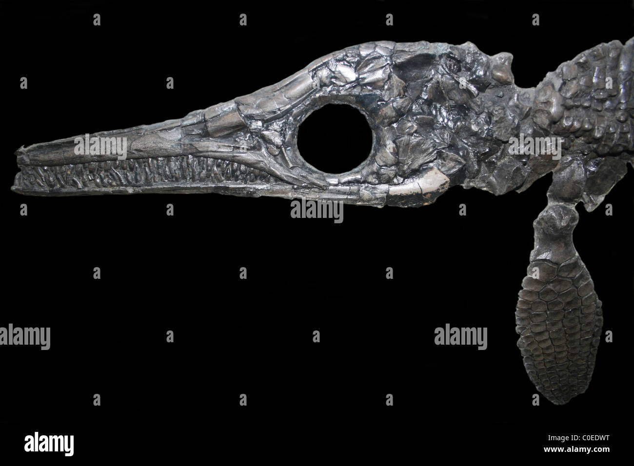 Ichthyosaurus Lias, Dorset, England, Regno Unito Foto Stock