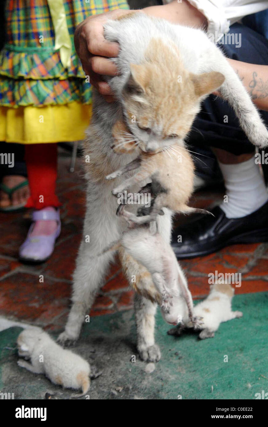 FREAKY felini questo gatto potenzialmente ha prodotto un freak di natura. Gravidanza áThe gatti ha dato nascita a cinque gattini - tutti Foto Stock