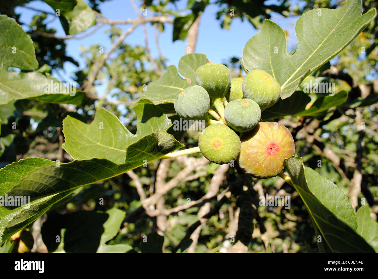 Fig, il nome latino di Ficus carica Foto Stock