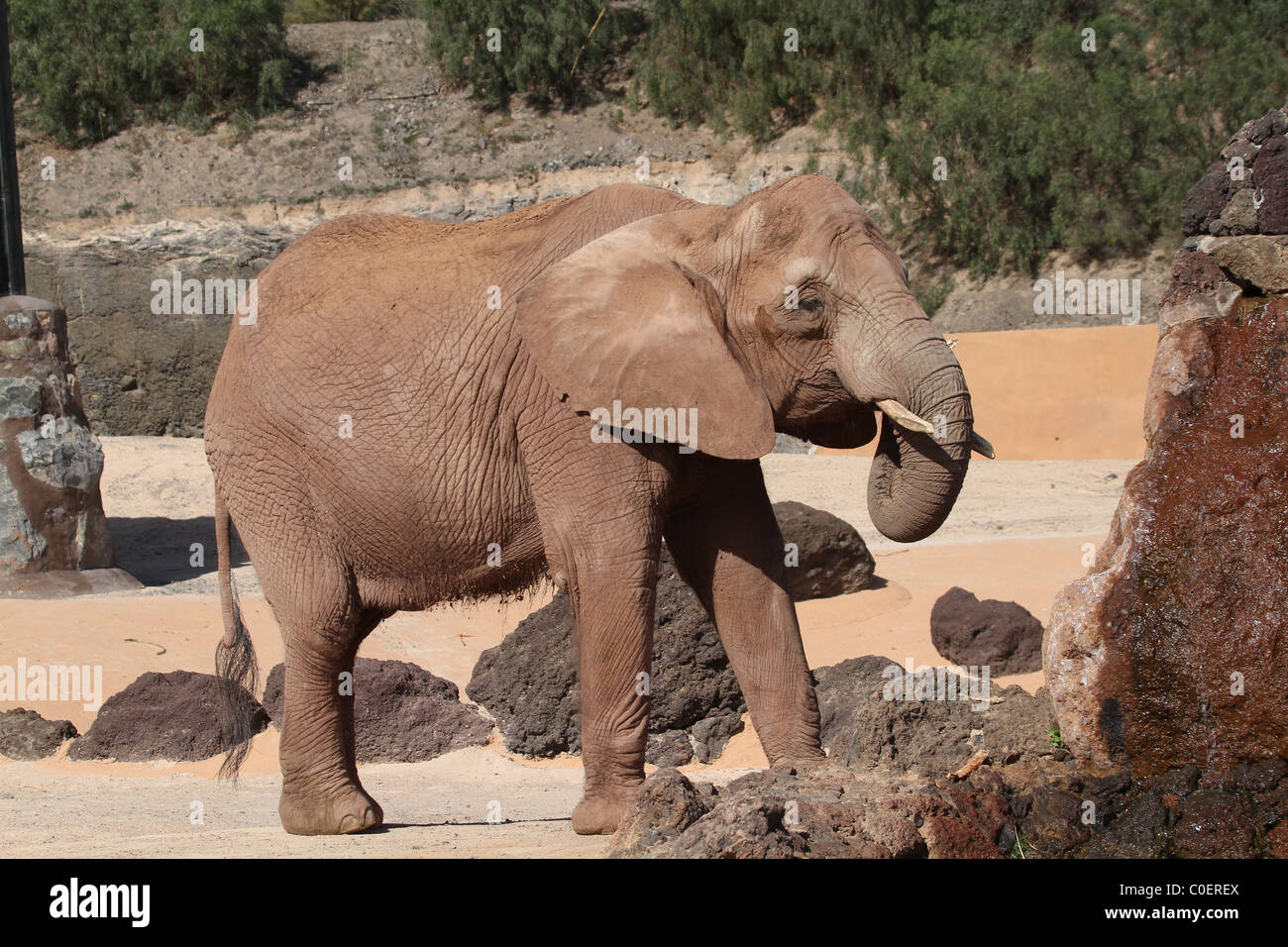 Elephant close up di questo grande animale bello Foto Stock
