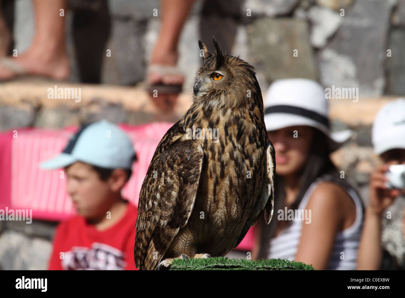 Gufo comune grande rapace closeup Foto Stock