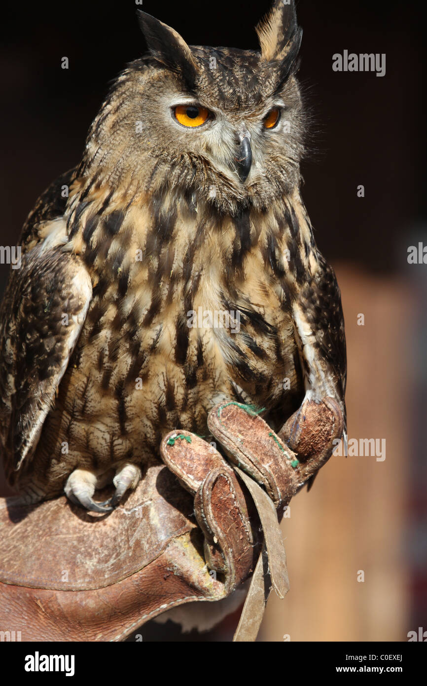 Gufo comune grande rapace closeup Foto Stock