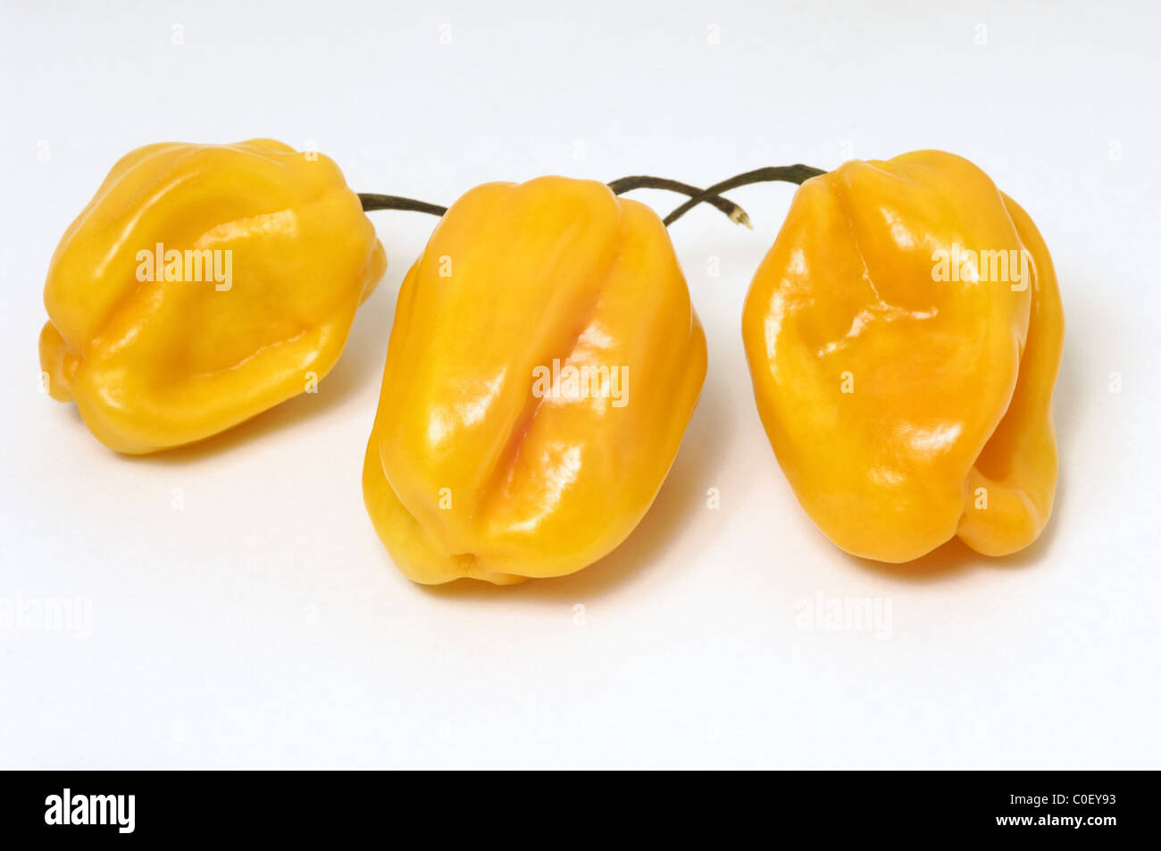 Habanero chili peppers su sfondo bianco Foto Stock