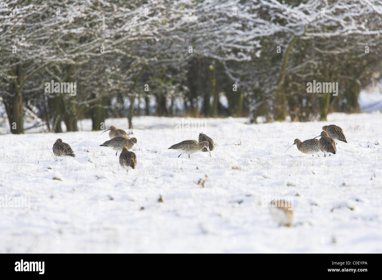 Eurasian Curlew Numenius arquata gregge rovistando nella coperta di neve a campo Snettisham, Norfolk in dicembre. Foto Stock
