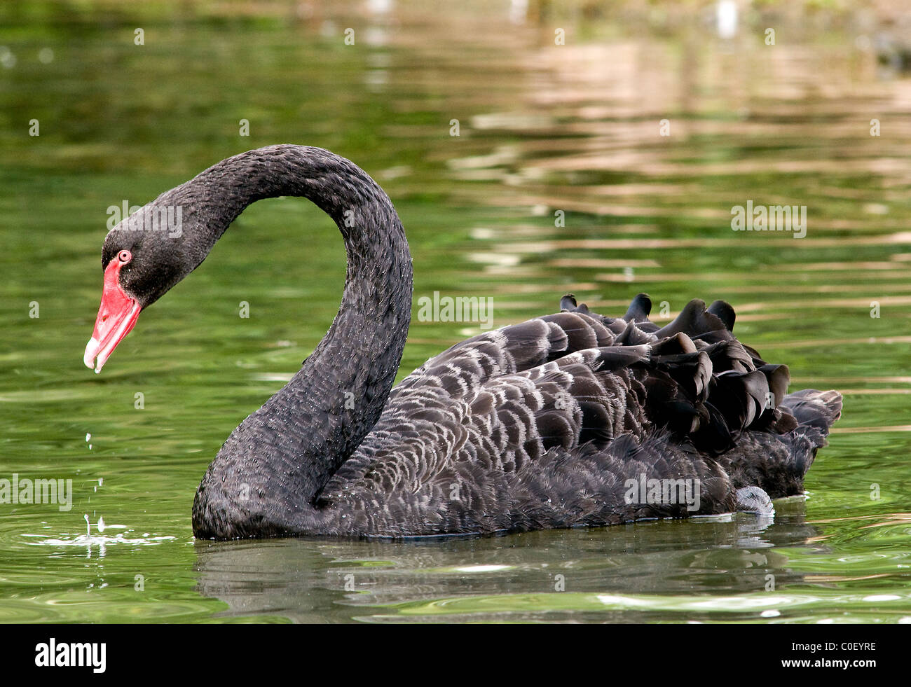 Un Black Swan nuoto su un lago Foto Stock
