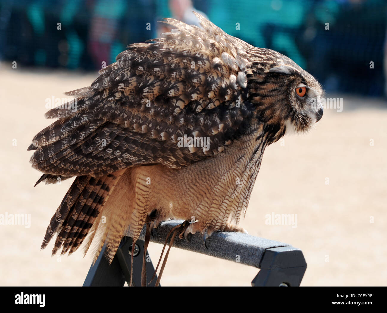 Grande Gufo cornuto Foto Stock