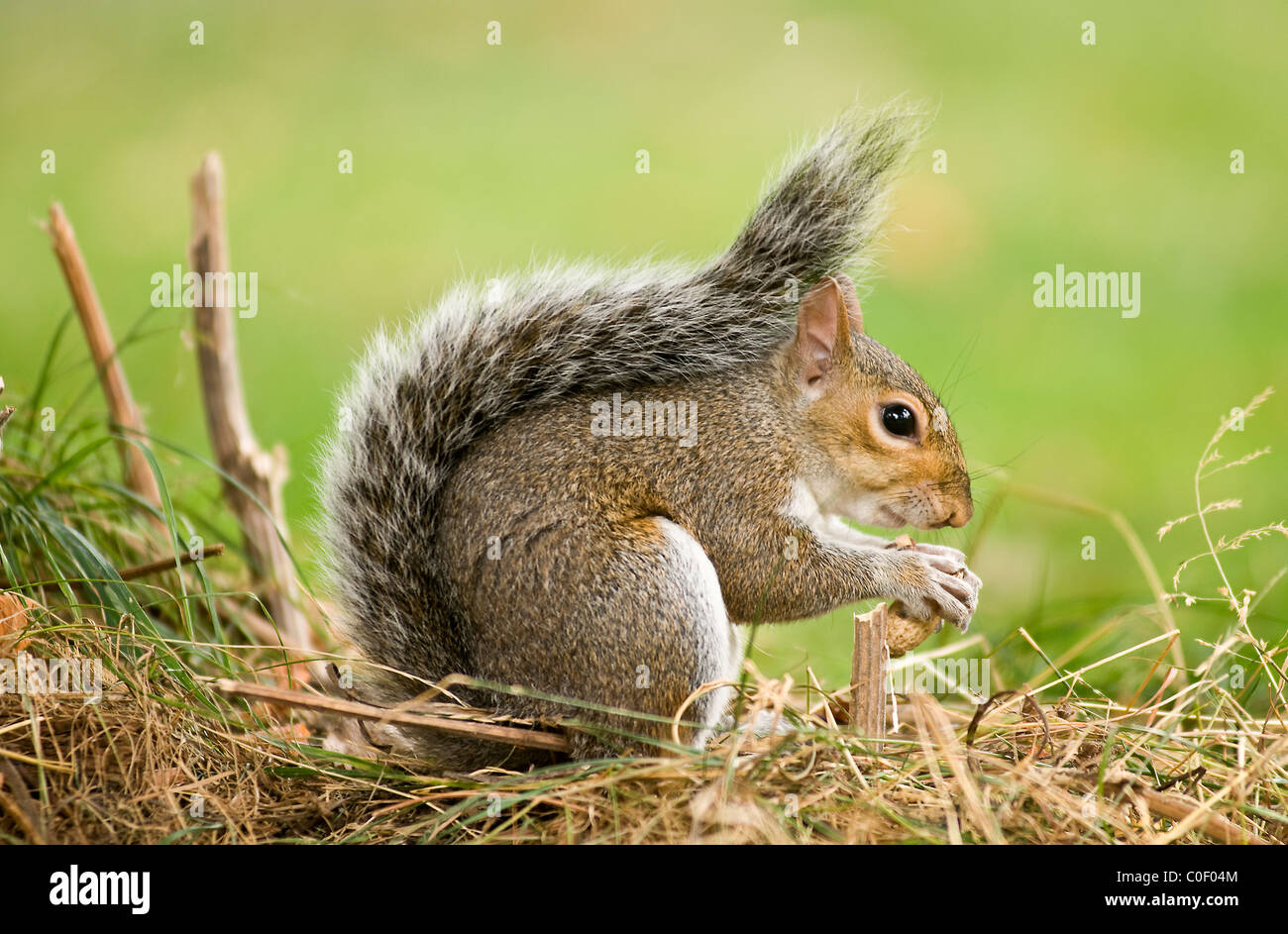 Uno scoiattolo grigio a mangiare una nocciolina Foto Stock