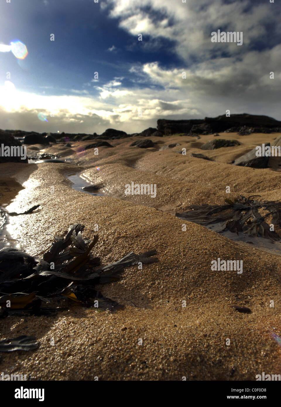 Spiaggia di sabbia con le alghe a Anstruther Scozia Scotland Foto Stock