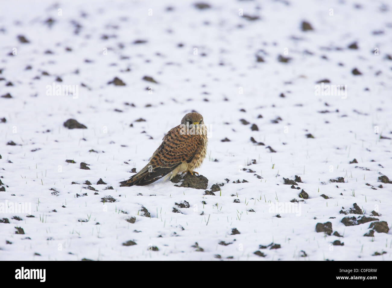 Comune di Gheppio Falco tinnunculus femmina appollaiato sulla coperta di neve a campo Welney, Norfolk in novembre. Foto Stock