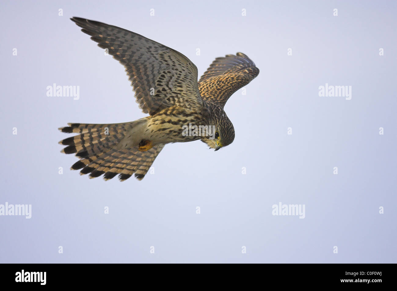 Comune di Gheppio Falco tinnunculus femmina a hovering Welney, Norfolk in novembre. Foto Stock