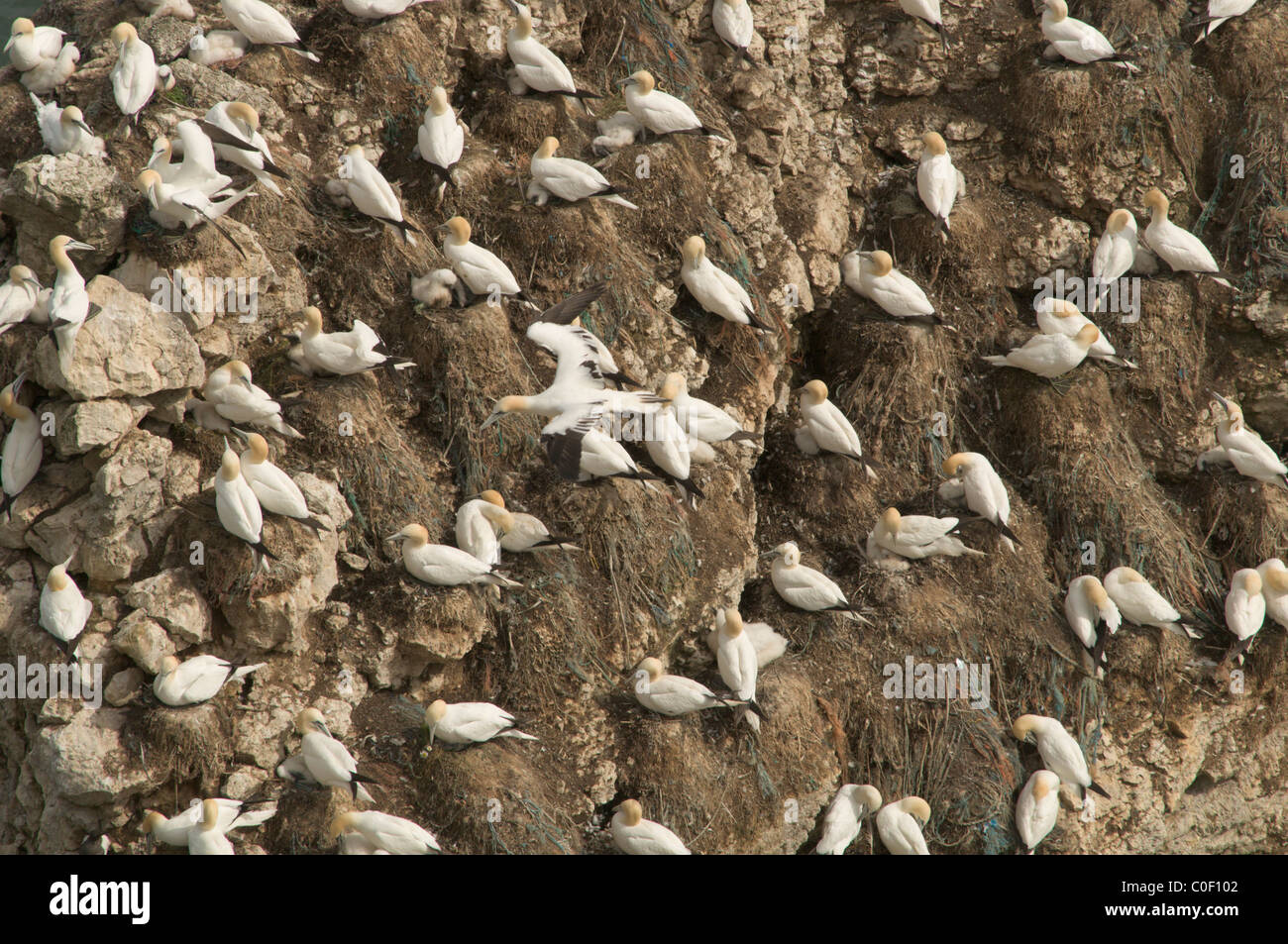 Gannett (sula bassana) colonia nidificazione sulle rocce e scogliera a Bempton Cliffs, yorkshire, Regno Unito. giugno. Foto Stock