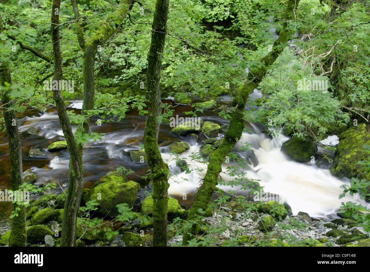 Ingleton cade, estate, Ingleton, Ribblesdale, Yorkshire Dales, REGNO UNITO Foto Stock