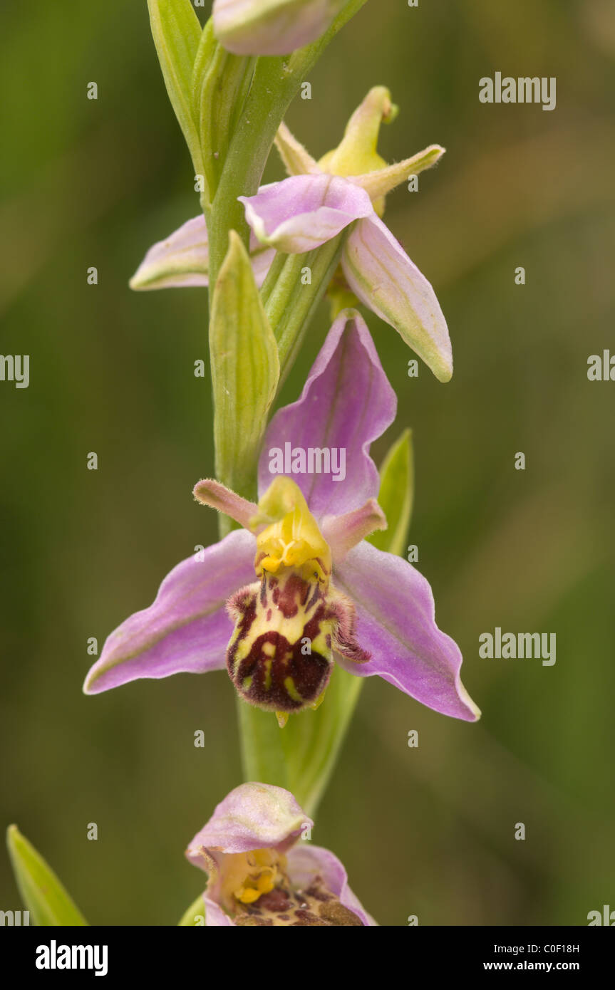 Bee orchid (ophrys apifera) a Bempton Cliffs riserva naturale, nello Yorkshire, Regno Unito. giugno. Foto Stock