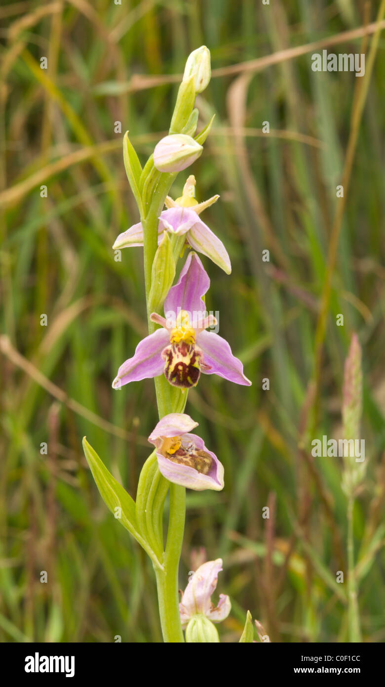 Bee orchid (ophrys apifera) a Bempton Cliffs riserva naturale, nello Yorkshire, Regno Unito. giugno. Foto Stock