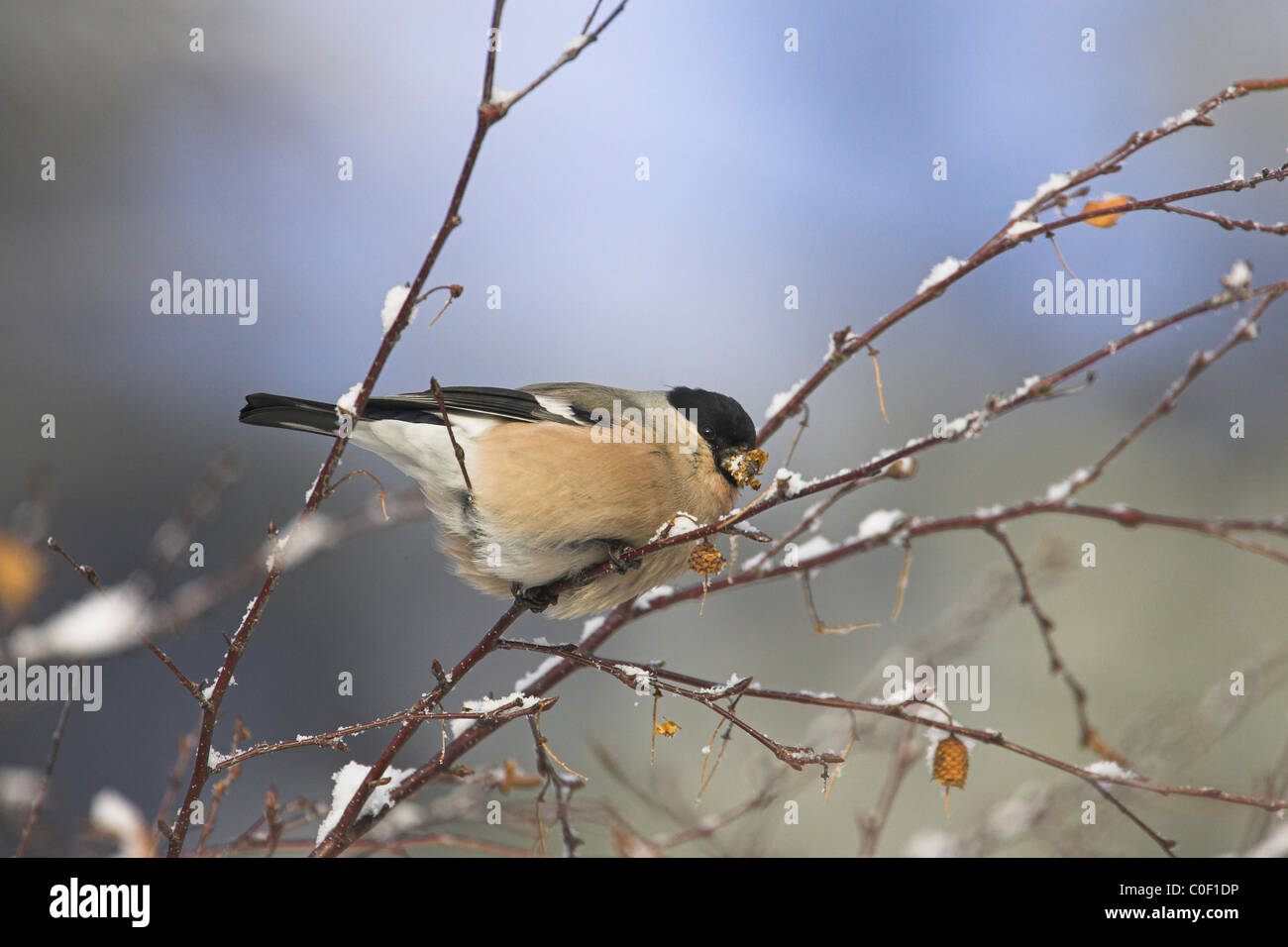 Northern Bullfinch Pyrrhula pyrrhula pyrrhula alimentazione femmina in alberi a Wells-next-il-mare in dicembre. Foto Stock