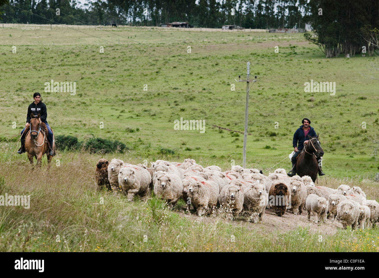 Due persone con i cavalli lo spostamento di un gruppo di pecore. in Uruguay. Foto Stock