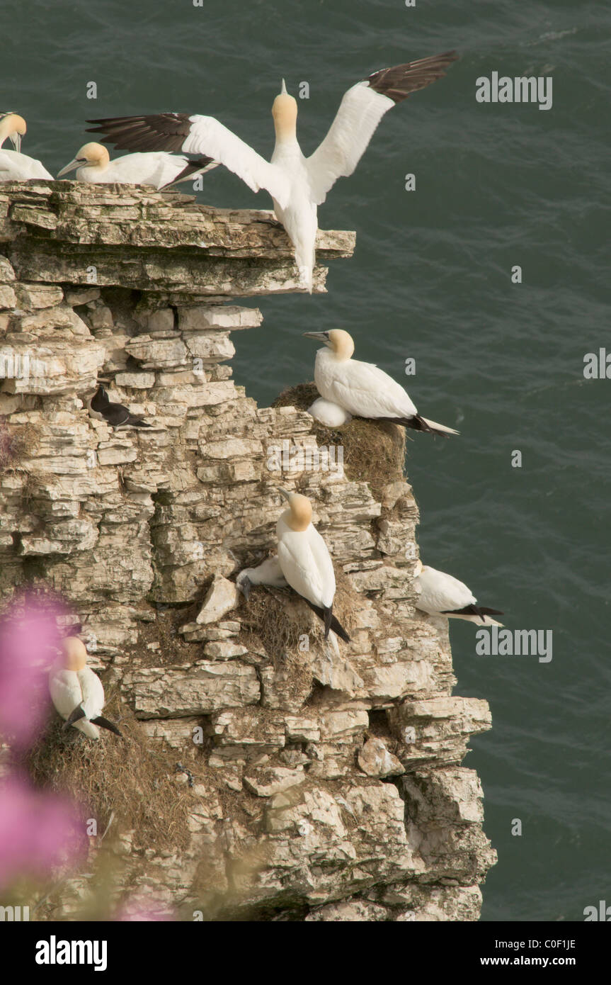 Gannett (sula bassana) colonia nidificazione sulle rocce e scogliera a Bempton Cliffs, yorkshire, Regno Unito. giugno. Foto Stock