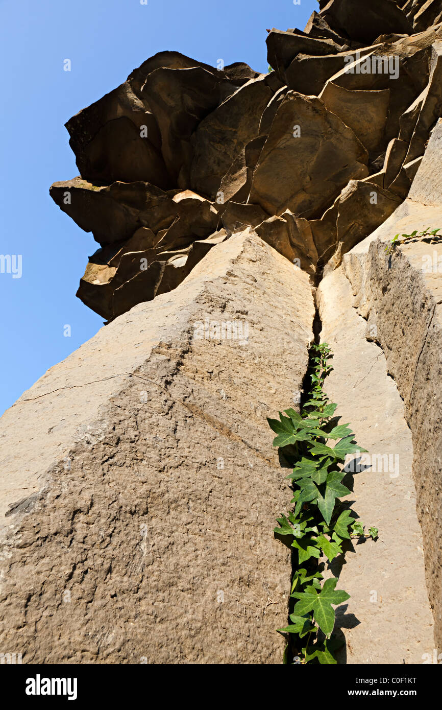 Ivy cresce su colonne di basalto Sant Joan les Fonts Garrotxa Catalunya Spagna Foto Stock