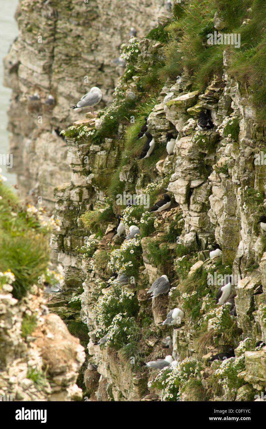 Bempton Cliffs, uccelli marini sito di nidificazione. yorkshire, Regno Unito. kittiwake (rissa tridactyla), razorbill (alca torda) presso nidi. giugno. Foto Stock