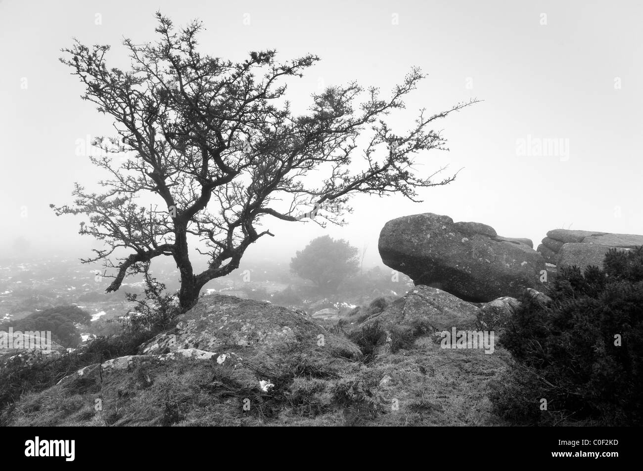 Un Albero di biancospino tra rocce a Hayne giù, Dartmoor, in bianco e nero. Foto Stock