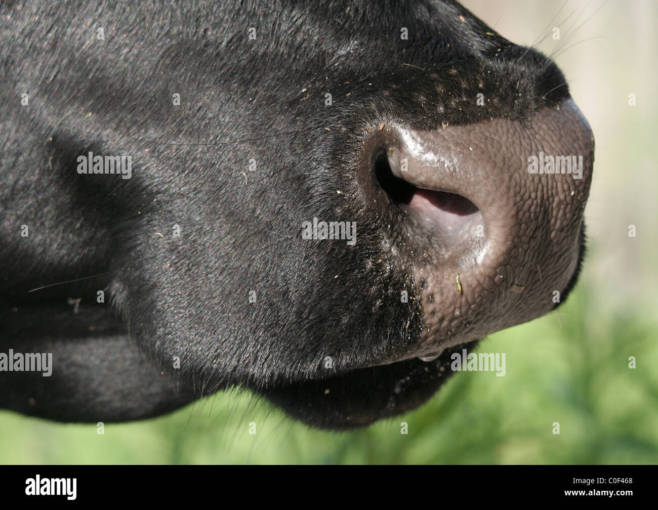 Close-up shot di vacche naso Foto Stock