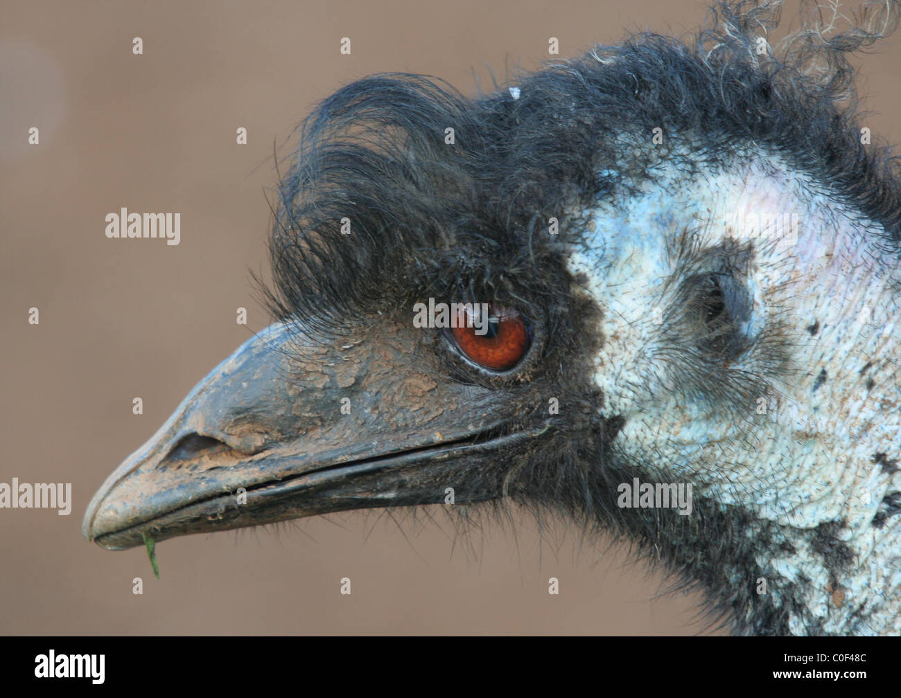 Colpo alla testa di un australiano emu (Dromaius novaehollandiae) Nuovo Galles del Sud, Australia Foto Stock