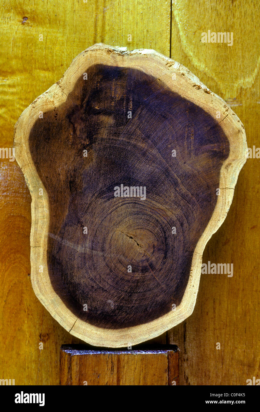 Albizia albero, gli anelli di un albero, Maison du Bois, casa di legno, Pointe-Noire, Basse-Terre Guadalupa, French West Indies Foto Stock